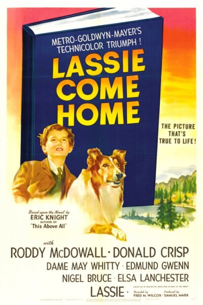 Lassie vender hjem