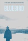 Bluebird